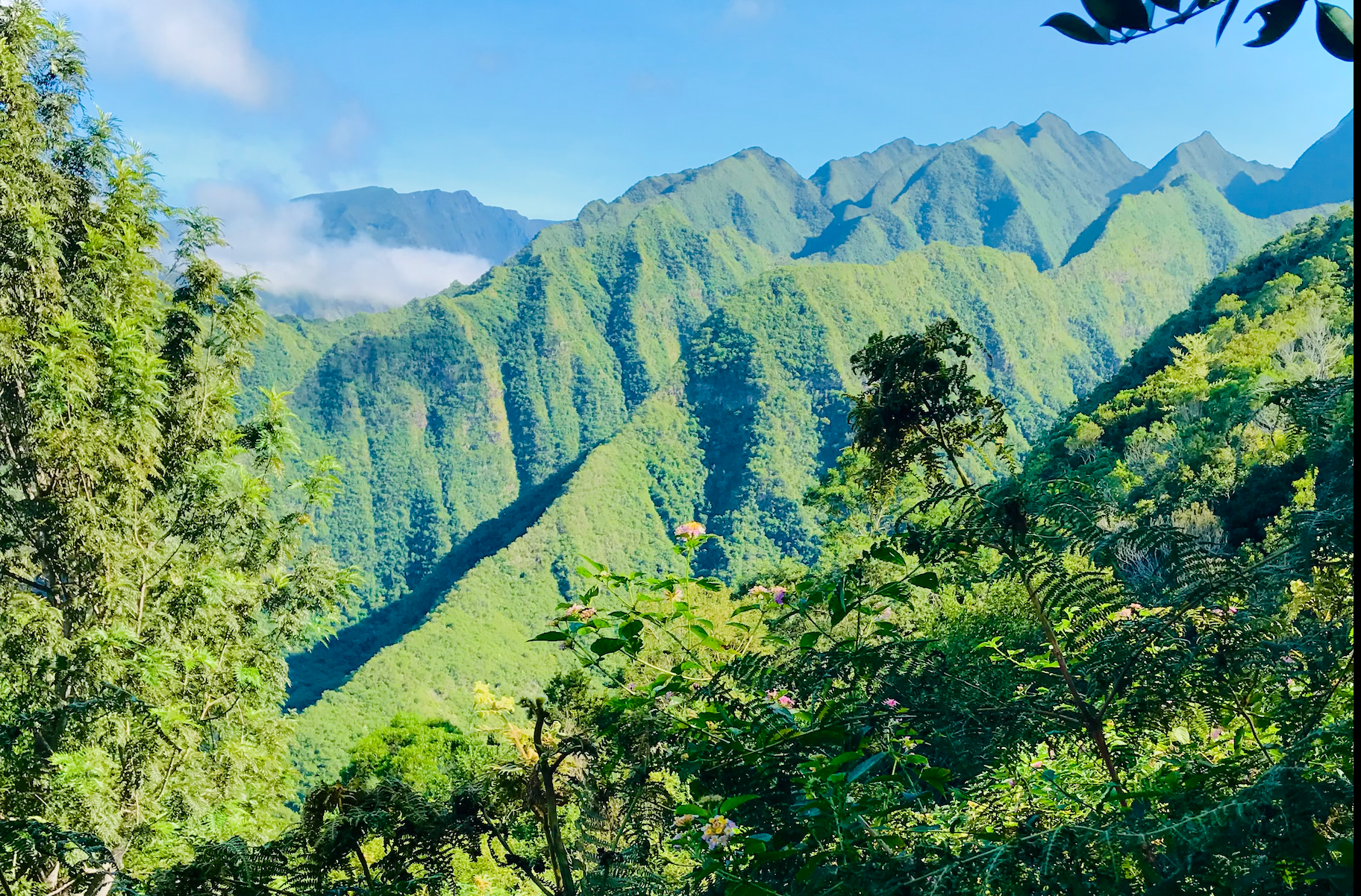 Puits de carbone de l'île de La Réunion