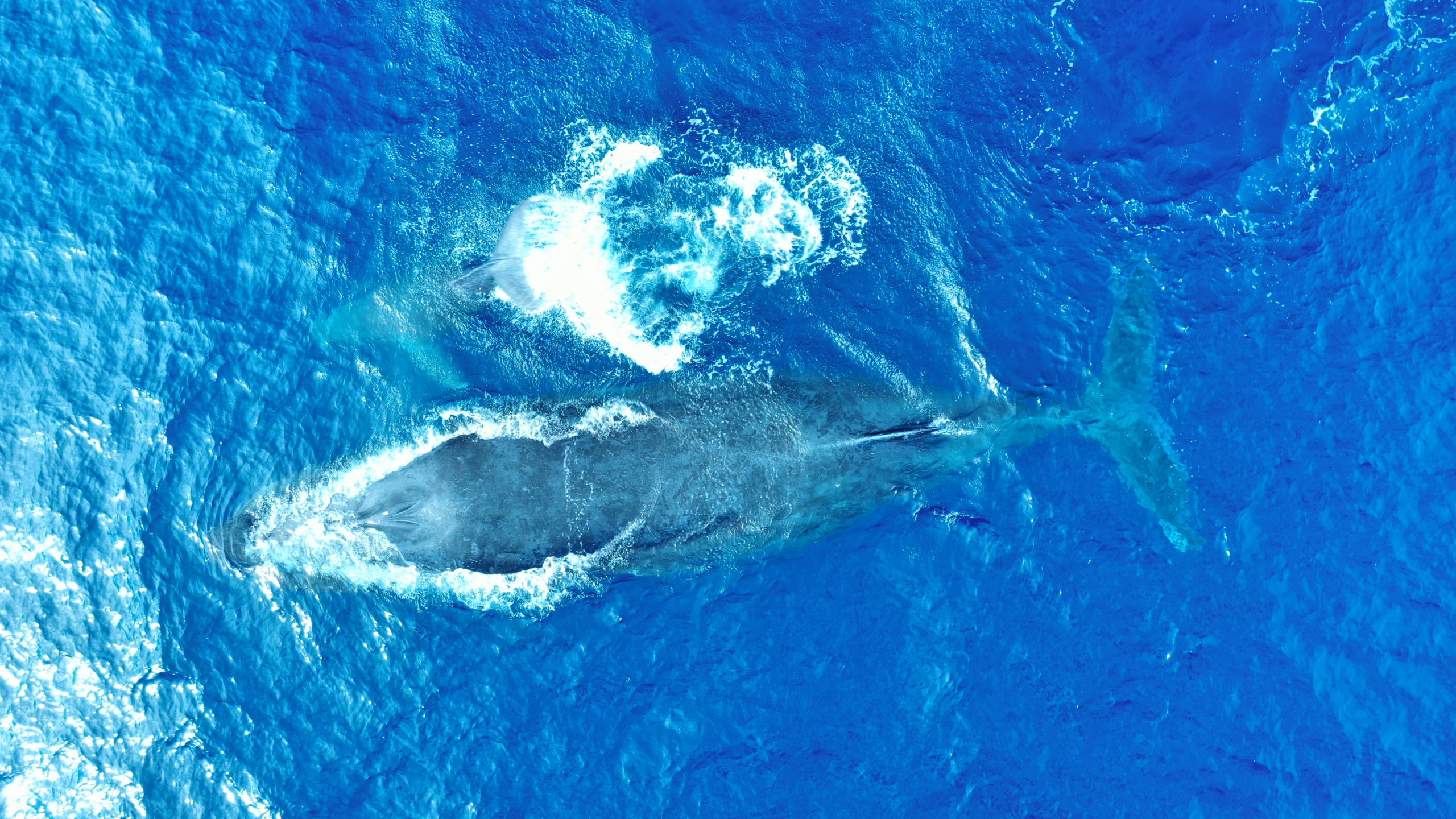 La baleine à bosse, une pompe à carbone