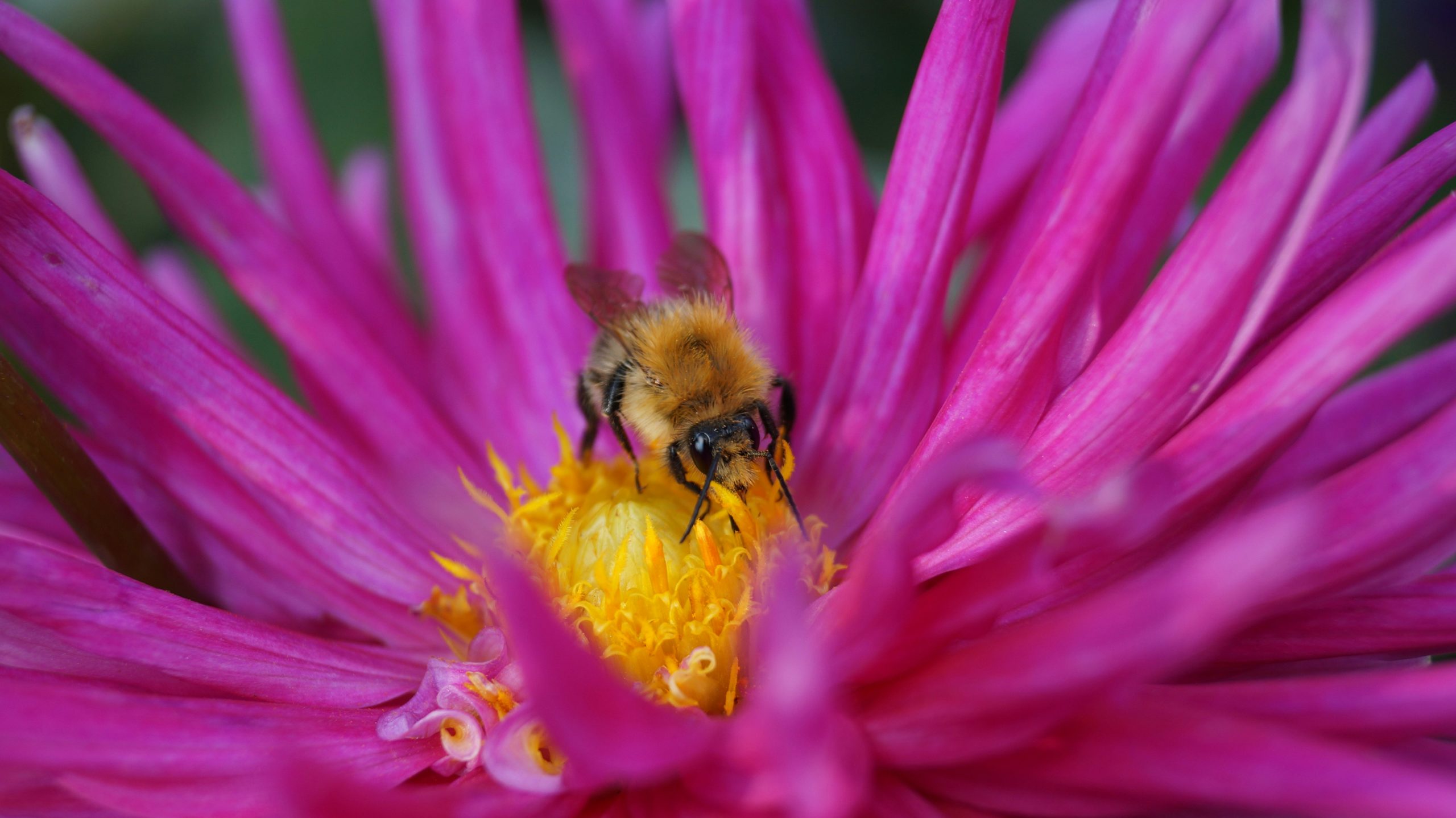 Pompes à carbone, la ruche et ses abeilles