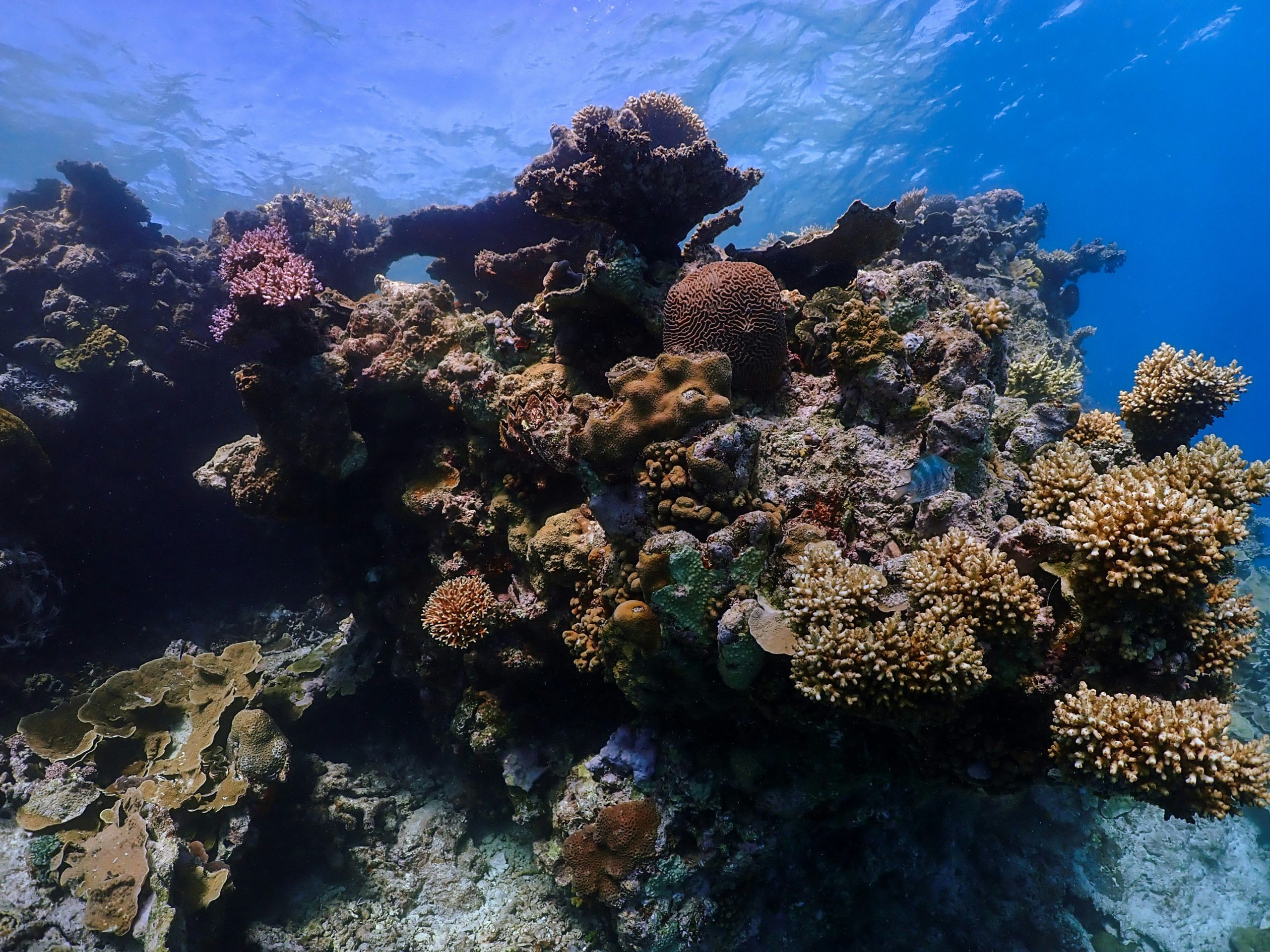 Pompe à carbone, le corail